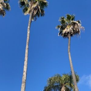 Meet your Posher, Abbey